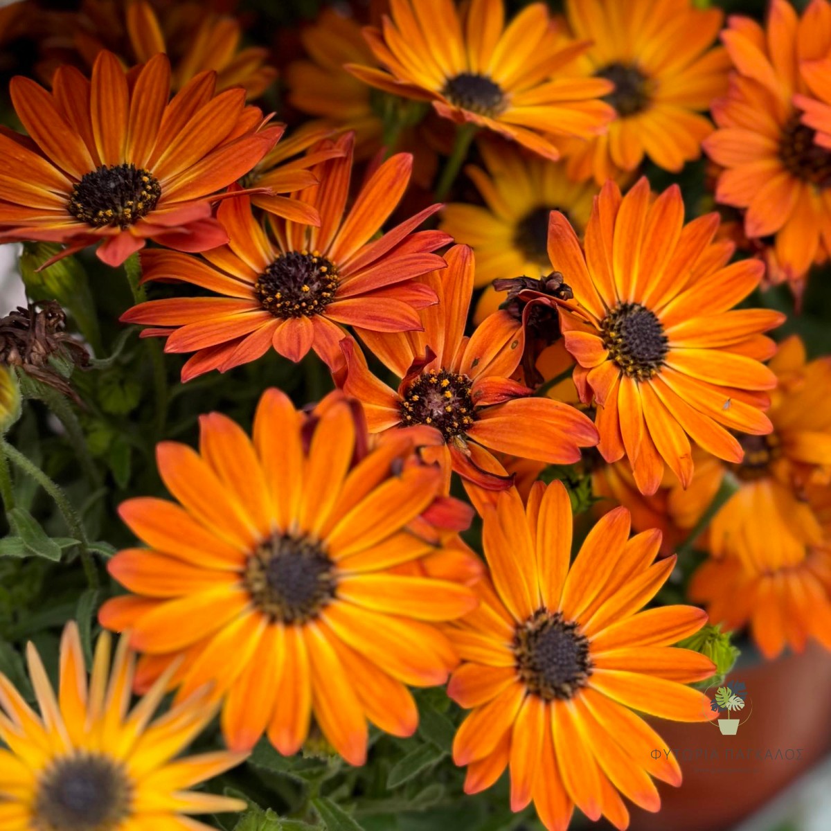 Διμορφοθήκη (Osteospermum ecklonis) | Αφρικανική Μαργαρίτα για Παρτέρια & Γλάστρες - 2